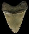 Bargain, Megalodon Tooth - North Carolina #67282-2